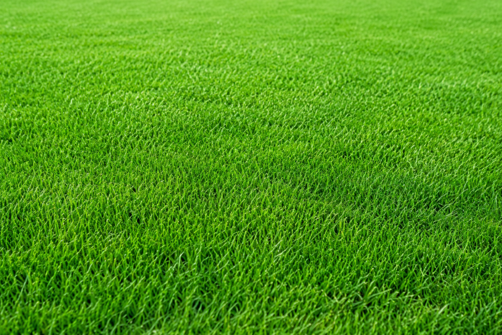 lawn turf image